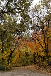 Trees in forest during autumn