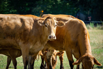 Cow standing in a field