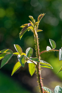 Close-up of plant