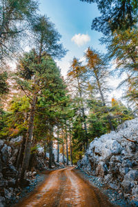 Road amidst trees against sky