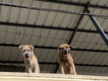 Portrait of dog standing on ceiling