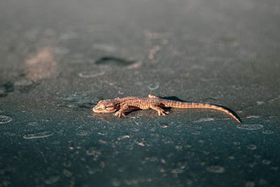 Close-up of geko