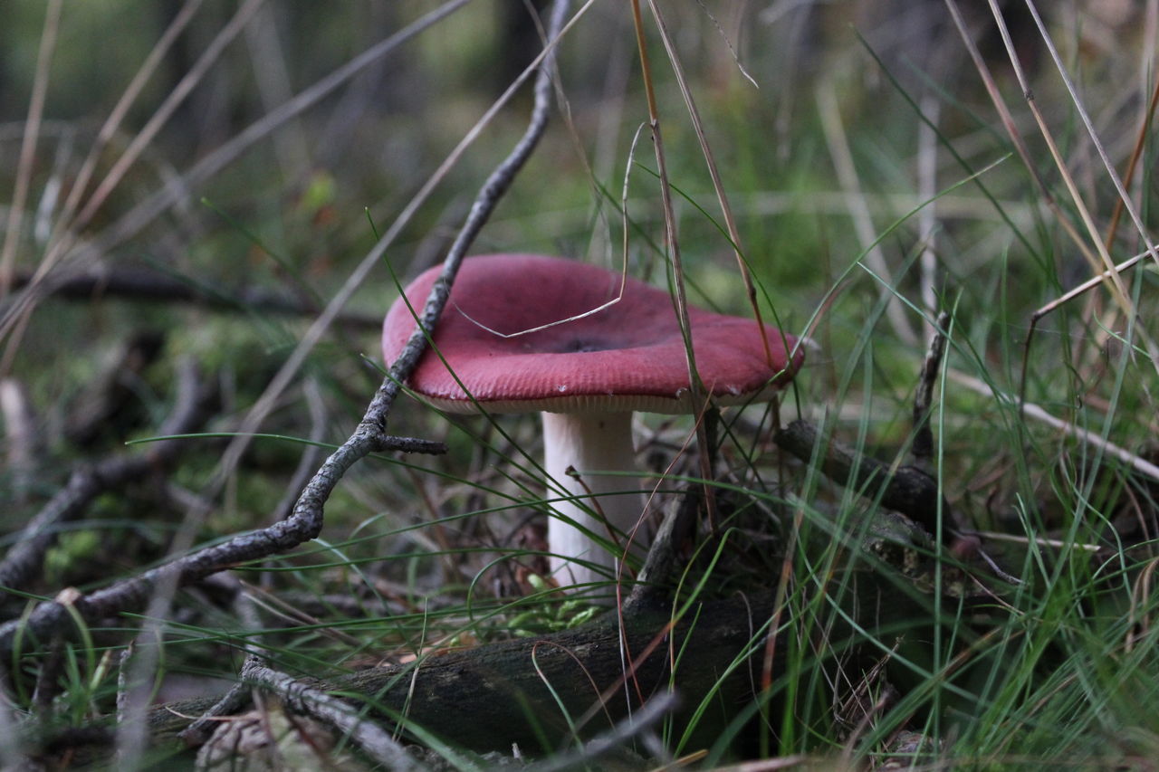 CLOSE-UP OF RED MUSHROOM ON FIELD