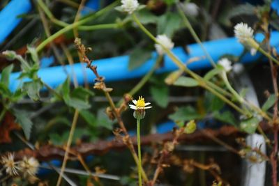 Close-up of flowers blooming outdoors