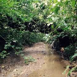 Footpath amidst trees