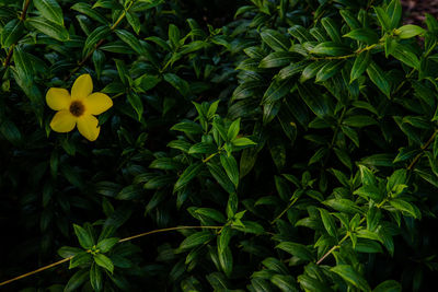 Close-up of yellow flowering plant