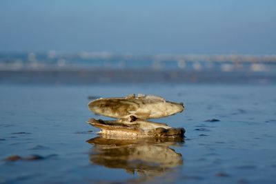 Close-up of bird by sea