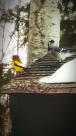 Low angle view of birds perching on tree