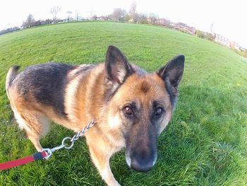 Portrait of a dog on grassy field