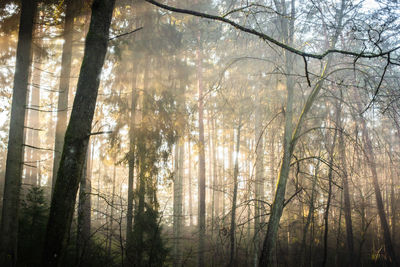 Sunlight streaming through trees in forest