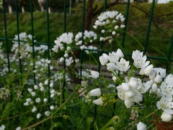 Close-up of white flowers blooming outdoors