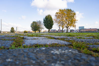 Surface level of trees on field against sky