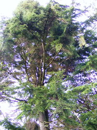 Low angle view of trees against sky