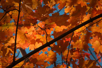 Low angle view of maple leaves on tree