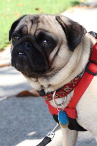 Close-up portrait of pug