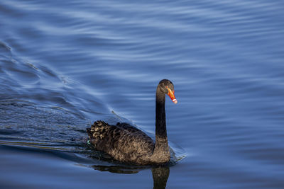 Duck swimming in lake