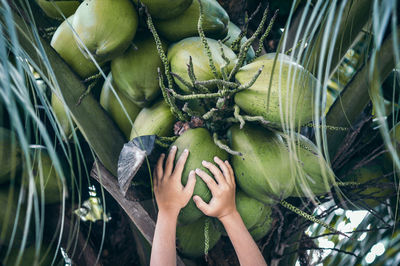 Close-up of man plucking a coconut fruit from the tree