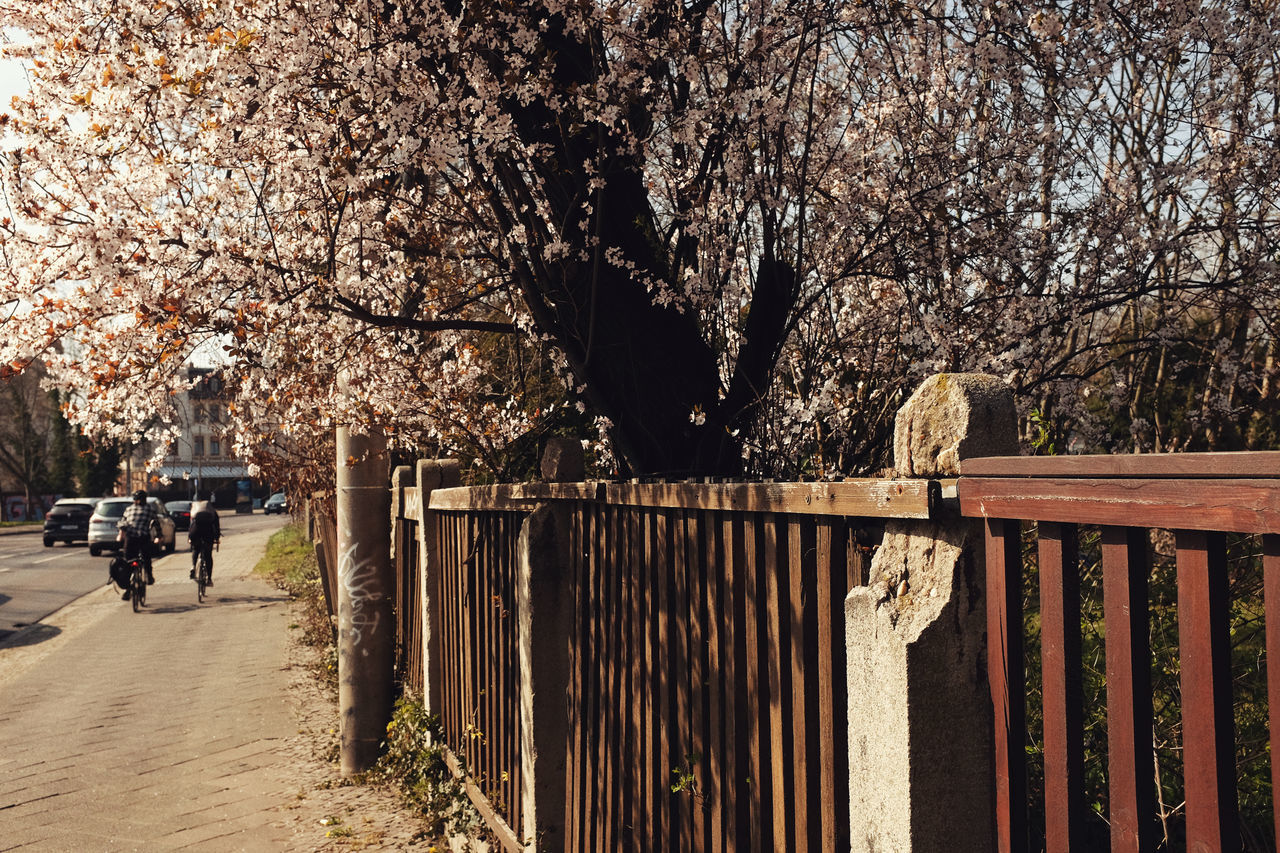 tree, spring, plant, nature, flower, day, railing, fence, growth, architecture, autumn, outdoors, footpath, winter, wall, branch, sunlight, built structure, transportation, men, lifestyles, park, women, walking, city, beauty in nature