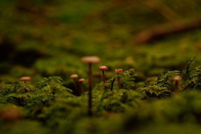 Close-up of mushrooms on grass