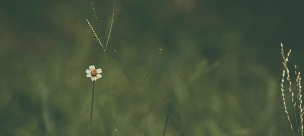 Close-up of white flower blooming in field