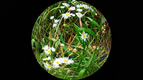 Close-up of white flowers