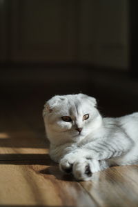 Close-up portrait of scottish fold cat