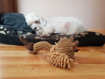 Dog resting on hardwood floor