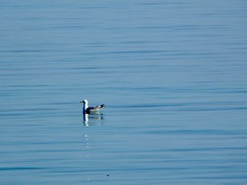 Bird swimming in sea