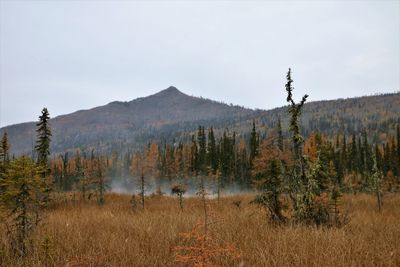 Panoramic shot of trees on field against sky