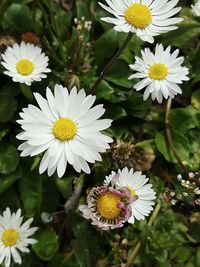 Close-up of white daisy blooming outdoors