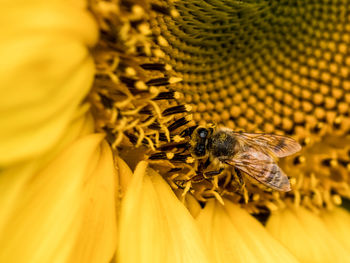 Close-up of bee pollinating on sunflower