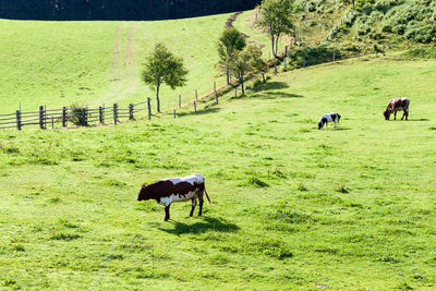 Horses and cows in a field