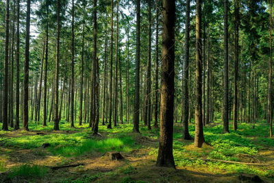 View of trees in forest