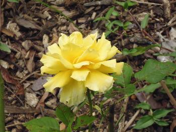 Close-up of yellow flower blooming in field