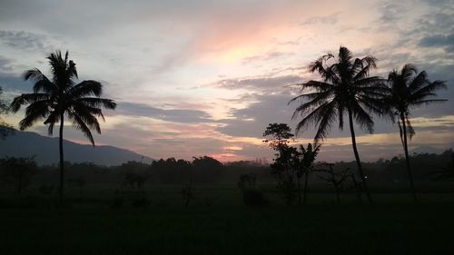 Silhouette palm trees on field against sky at sunset