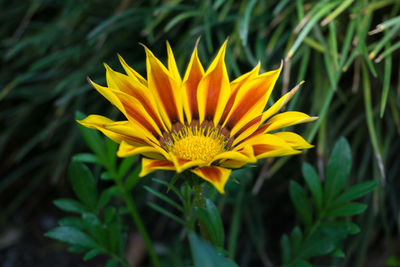 Close-up of orange gazania blooming outdoors