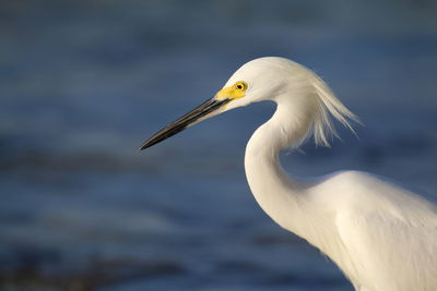 Close-up of heron against lake