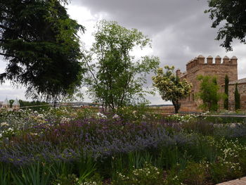 Scenic view of purple flowering plants against sky