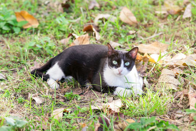 Portrait of a cat on a field