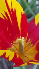 Close-up of yellow flower