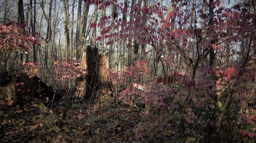 Flowering plants and trees in forest during autumn