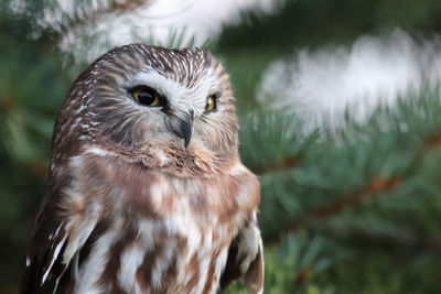 Close-up portrait of owl