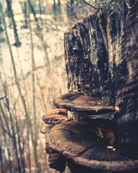 Close-up of water flowing in forest