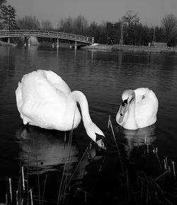 Swans in a lake