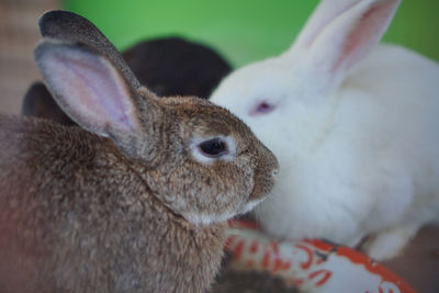 Close-up of an animal