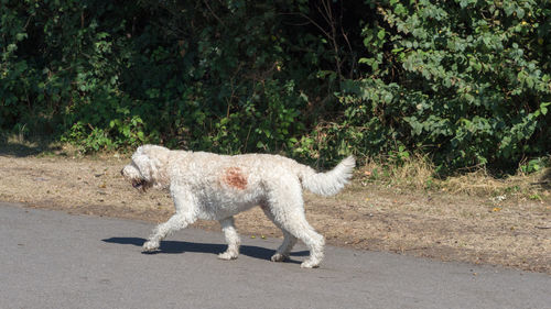 Full length of a dog standing on road