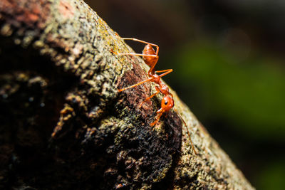 Close-up of insect on rock