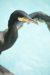 Close-up of bird