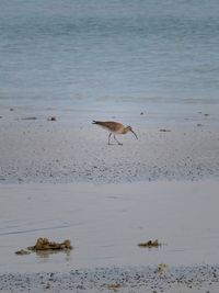 Birds flying over sea