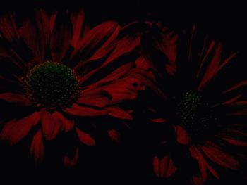 Close-up of pink flower blooming against black background